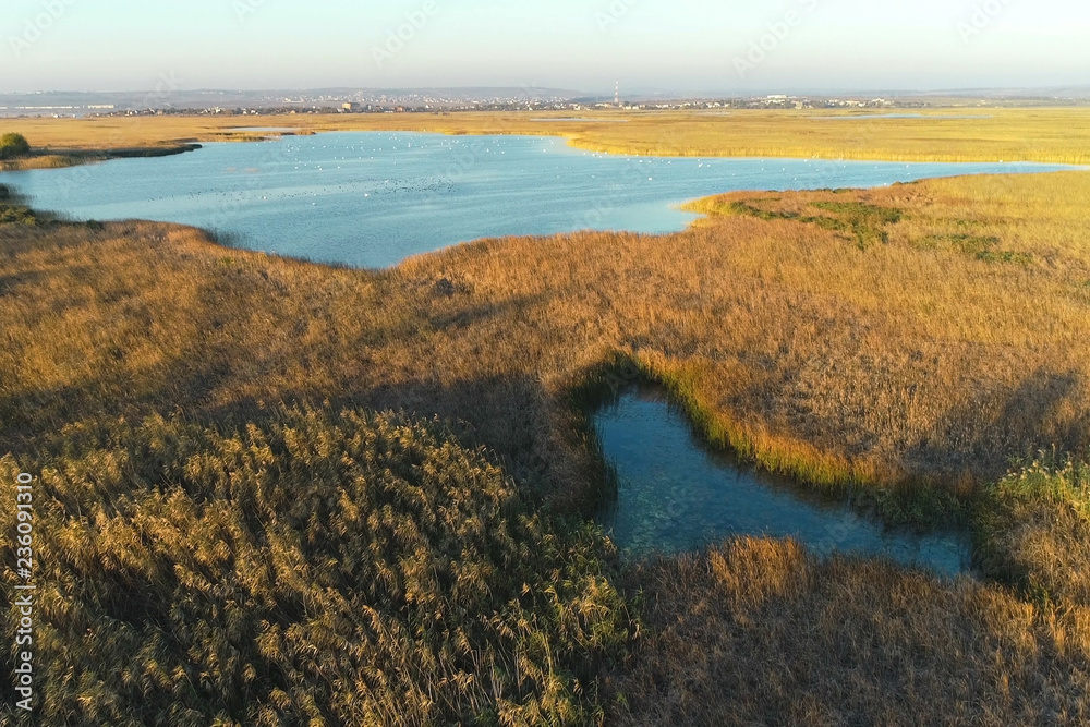 Wet meadows, marshes on city background, aerial foto with birds at sunset.