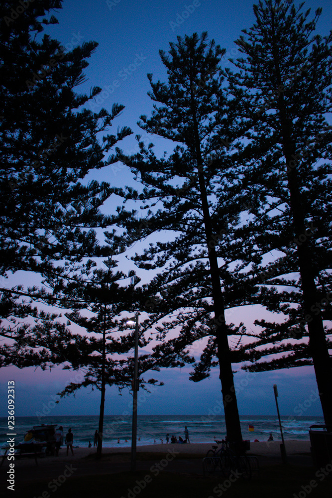 Burleigh Australia park tree silhouette sunrise ocean beach 