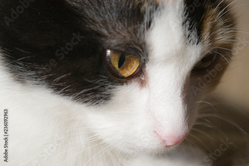 Portrait of a three-colored cat. Eyes of a cat.