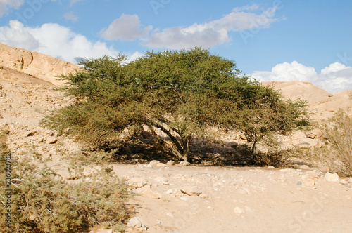 Tree in Mitzpe Ramon Crater, Israel  photo