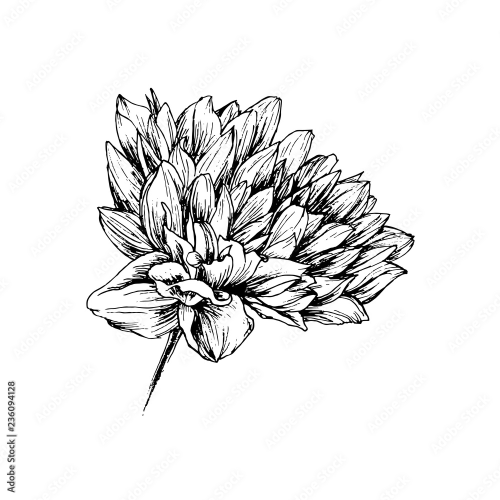 Wildflower Pen Drawing #pen #flower #drawing #simple  #penflowerdrawingsimple | Wildflower drawing, Flower drawing, Flower line  drawings