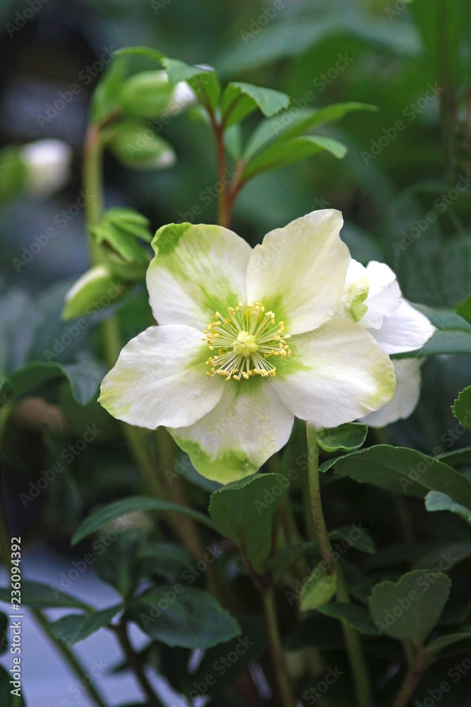 christmas rose, close-up christmas rose, close-up