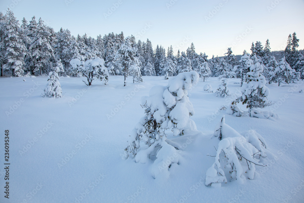 beautiful winter landscape snow tree beautiful winter landscape snow tree