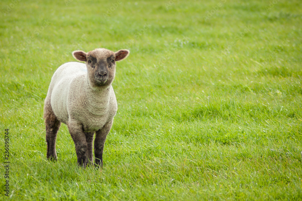 Cute Lamb, Seaford Head, East Sussex, UK Cute Lamb, Seaford Head, East Sussex, UK