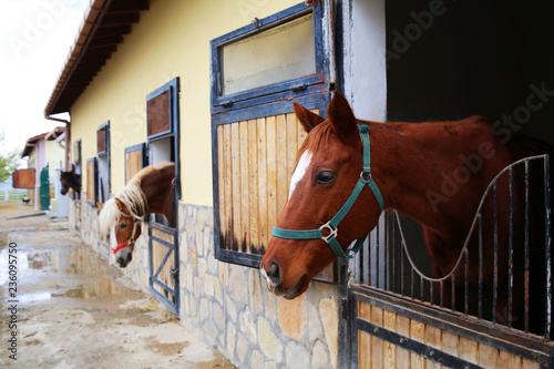 Horse and hippodrome photos for your project