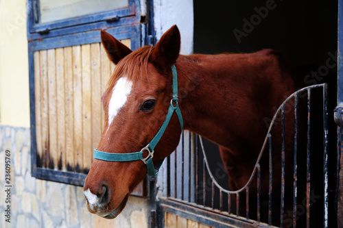 Horse and hippodrome photos for your project