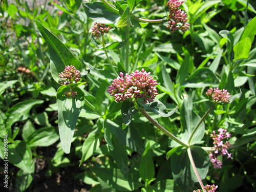 Blühende Rote Spornblume, Centranthus ruber photo