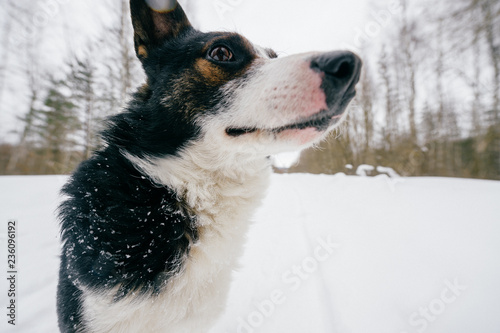 Dog medium breed sitting in snow in open air © benevolente