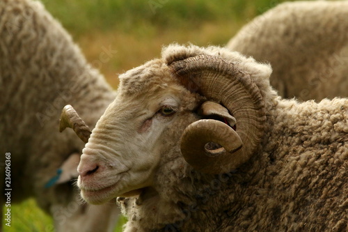 Close up of the head of a stud Merino ram.