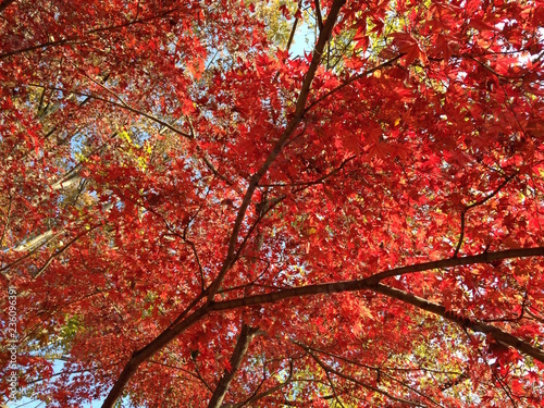 紅葉