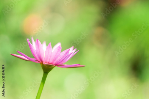 Beautiful pink waterlily or lotus flower in pond © Yutthasart