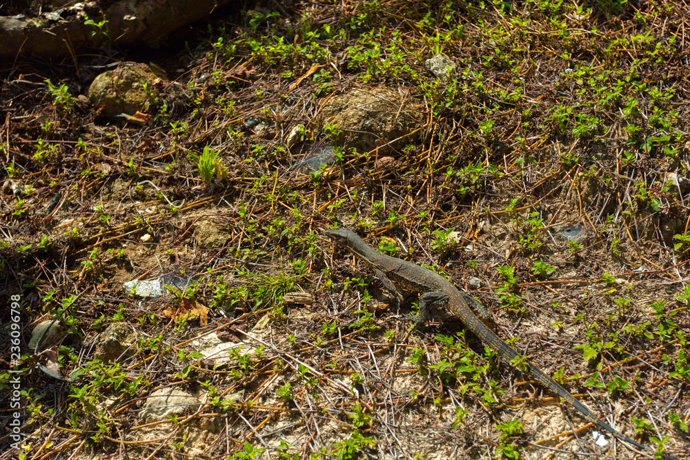 Small baby monitor lizard reptile predator in a  park