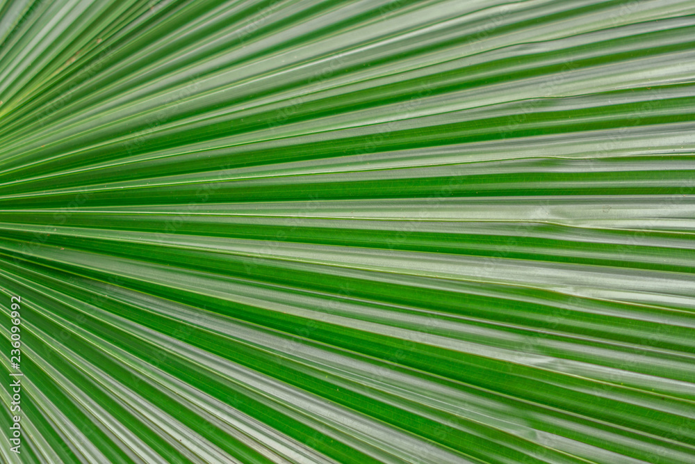 Palm leaves texture Palm leaves texture
