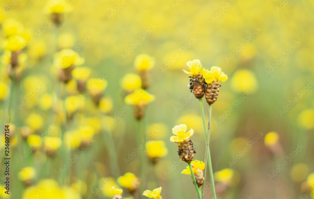 Tall Yellow-eyed Grass flower in field.