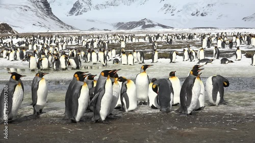 A group of king penguins walk around in a colony on Salisbury Plain on South Georgia in Antarctica