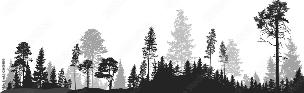 panorama of high grey fir trees forest on white