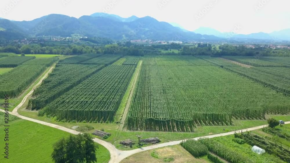 We can see mountains and green vineyards in the summer time in Slovenia. It's a beautiful small green country. We can see mountains and green vineyards in the summer time in Slovenia. It's a beautiful small green country.