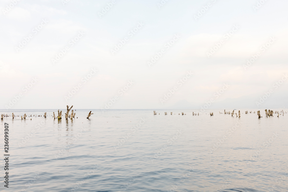 Tree stumps in Lake Atitilan in Guatemala Tree stumps in Lake Atitilan in Guatemala