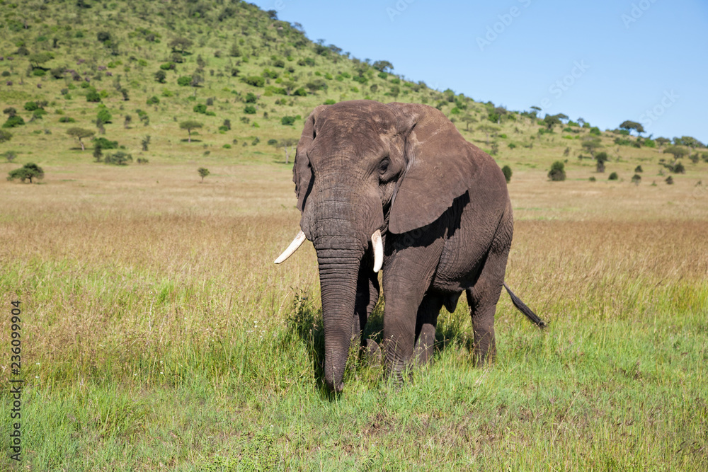 Elephant bull walking in Serengeti National Park in Tanzania