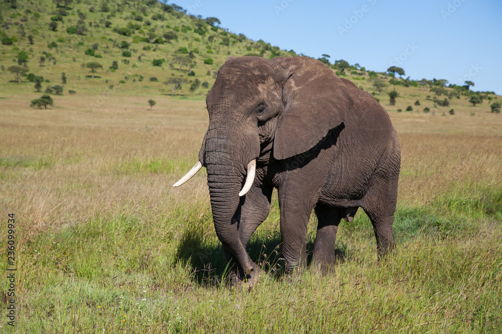 Elephant bull walking in Serengeti National Park in Tanzania