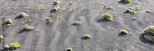 Sparse vegetation at the volcanic soil of Timanfaya in Lanzarote. Canary Islands. Spain