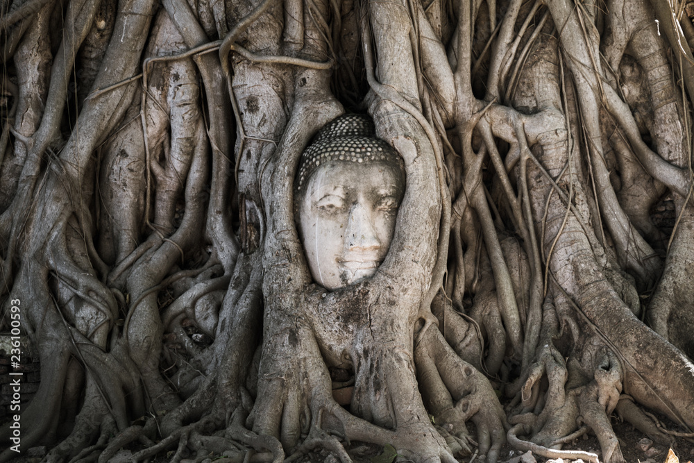 buddha embedded in roots
