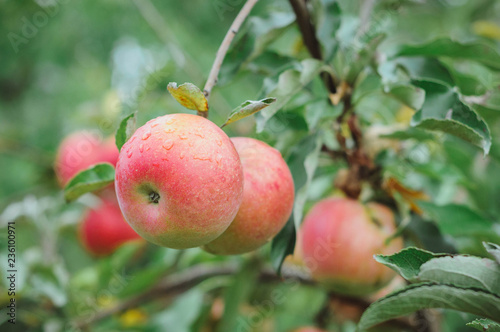 Apple on a tree, branch with several ripe red apples