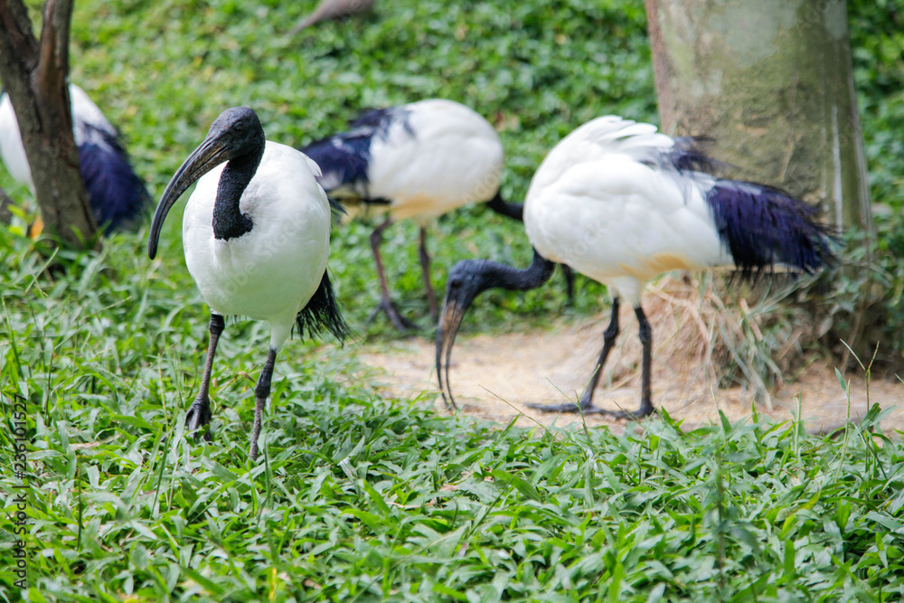 Naklejka premium Sacred Ibis, Fresh water birds