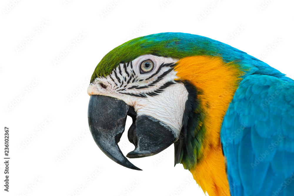 Closeup blue and gold macaw isolated on white background