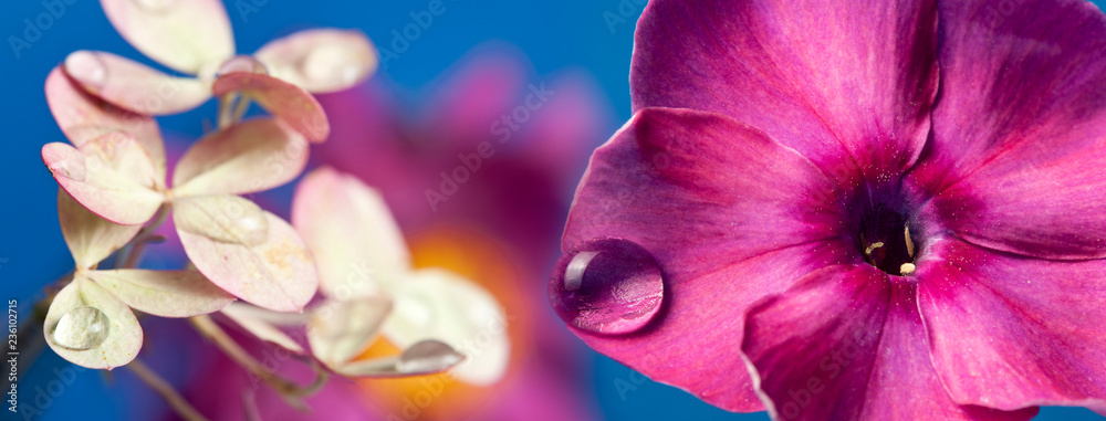 Fototapeta zdjęcie makro różowy kwiat z kroplą deszczu
