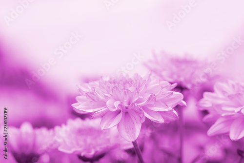 Beautiful Chrysanthemum flower for background