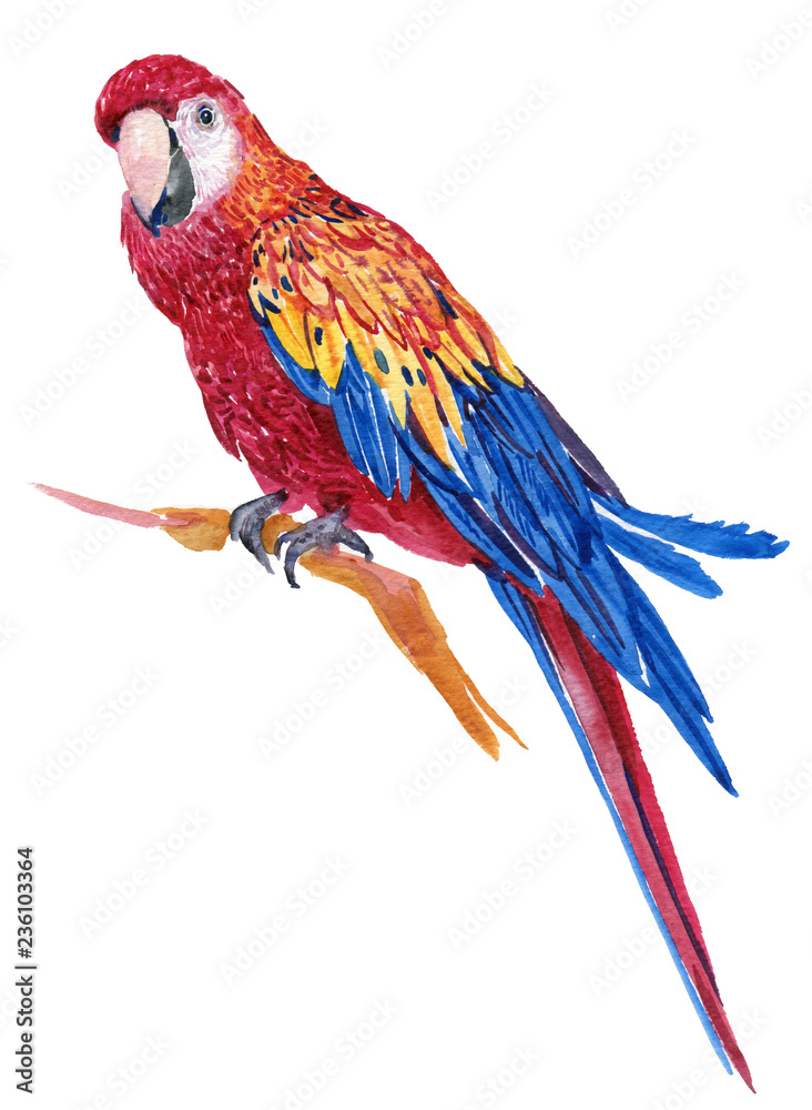 Big macaw parrot, exotic birds.watercolor hand painting on isolated white background