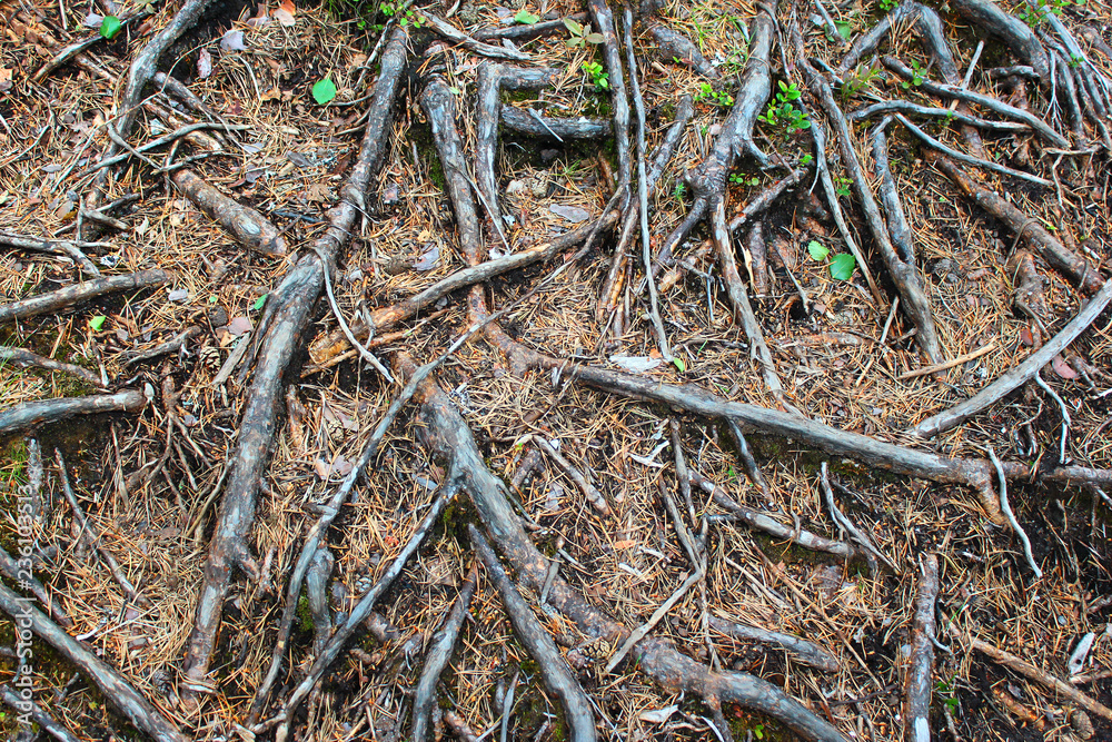 Pine tree roots. Abstract botanical background. Pine tree roots. Abstract botanical background.