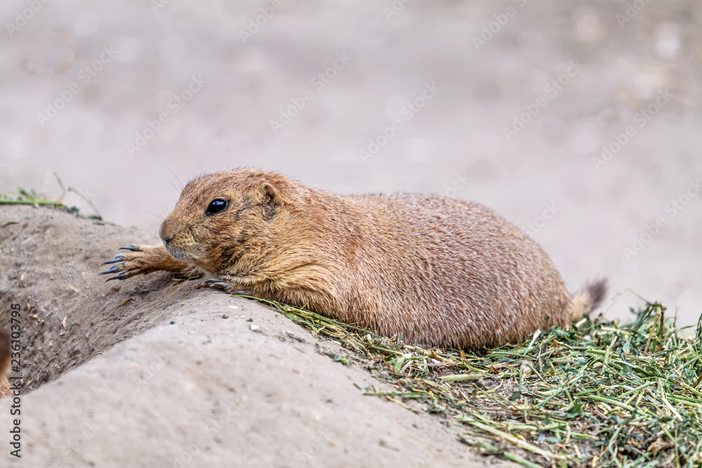 Obraz premium Little prairie dog