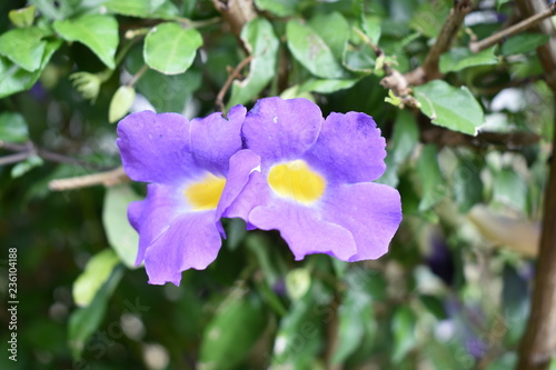 blue flowers on a green background