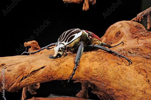 Goliathkäfer (Goliathus goliatus) - Goliath beetle photo