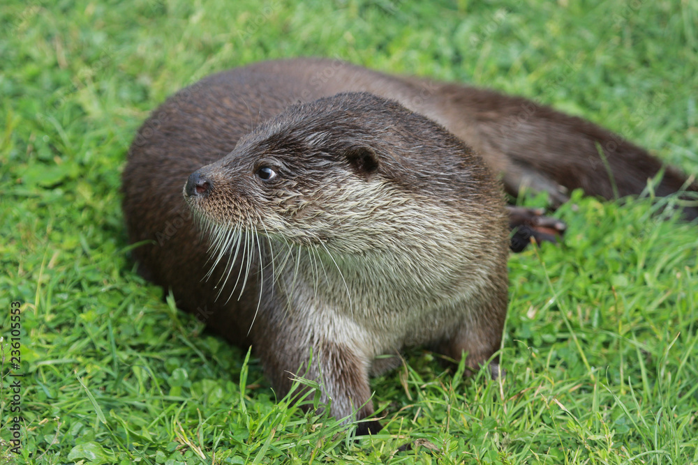 Otter Otter