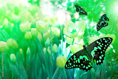 beautiful   green butterfly on  tulips