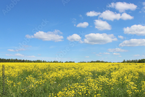 a yellow rape field in the summer © Анна Волгина