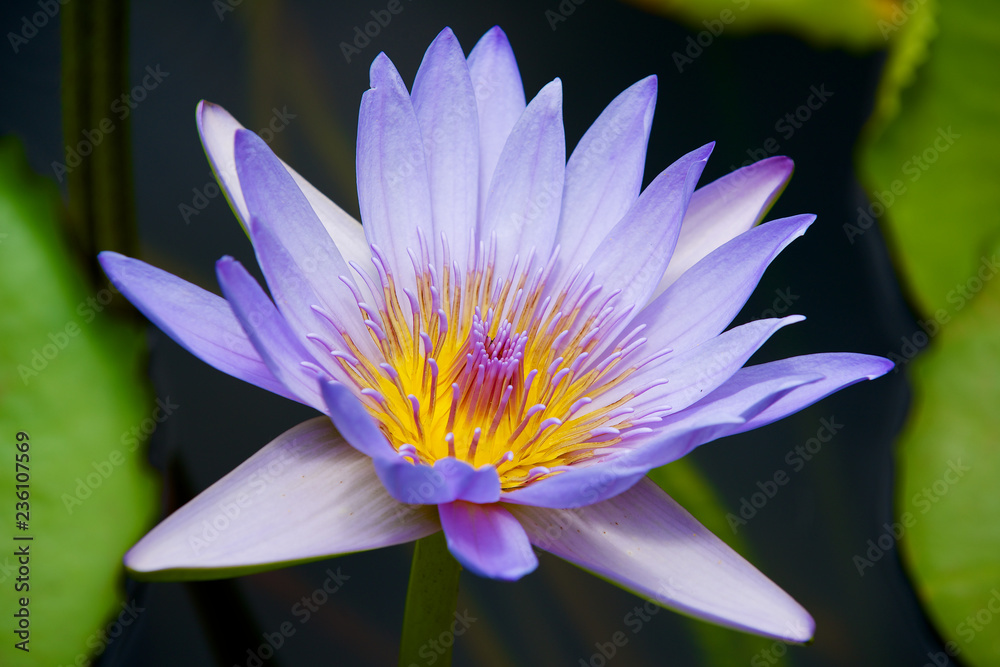 Beautiful blue and yellow Lotus flower in a pond in Pamplemousse botanical garden at Mauritius island. Beautiful blue and yellow Lotus flower in a pond in Pamplemousse botanical garden at Mauritius island.