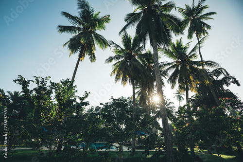 Coconut trees on tropical island in the sunshine