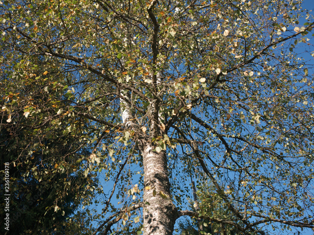 Fototapeta premium Birch and blue sky