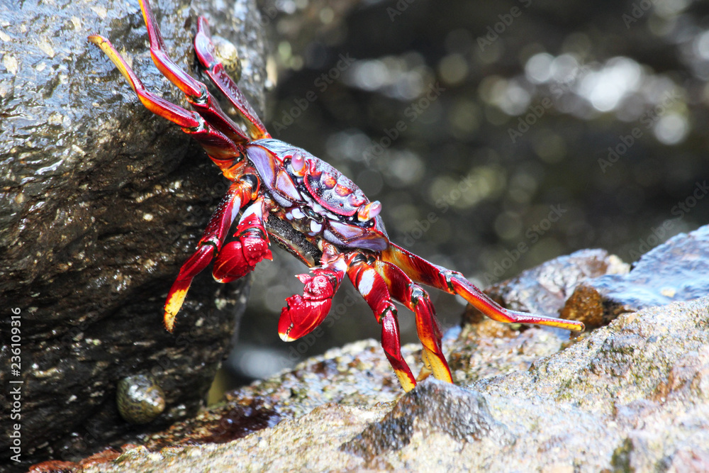 TIERE_7361_rote_Klippenkrabbe