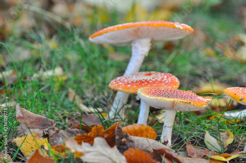 Group of Cluster or Fly Agaric in grass. Magic mushrooms amanita muscaria background