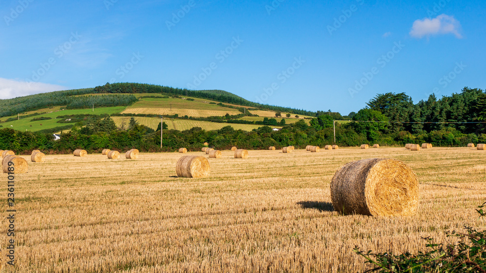 Irish landscape of golden fields with round hay bales and green hills in the background on a sunny day. Autumn harvest in Ireland.