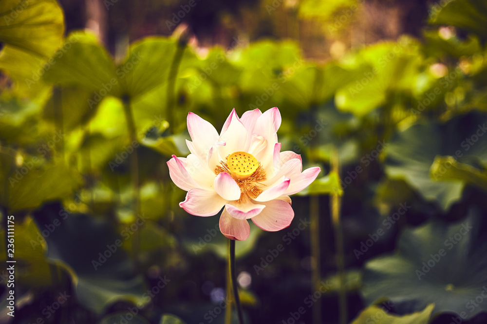 lotus flowers mauritius in botanic garden Pamplemousses lotus flowers mauritius in botanic garden Pamplemousses