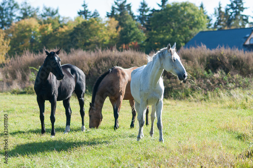 Group of horses standing on grass field