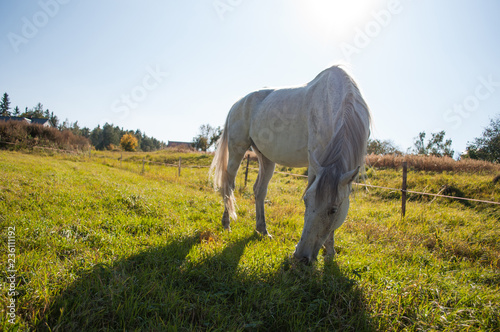 White horse eating grass from ground in the summer