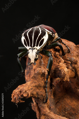 Goliathkäfer (Goliathus goliatus) - Goliath beetle photo