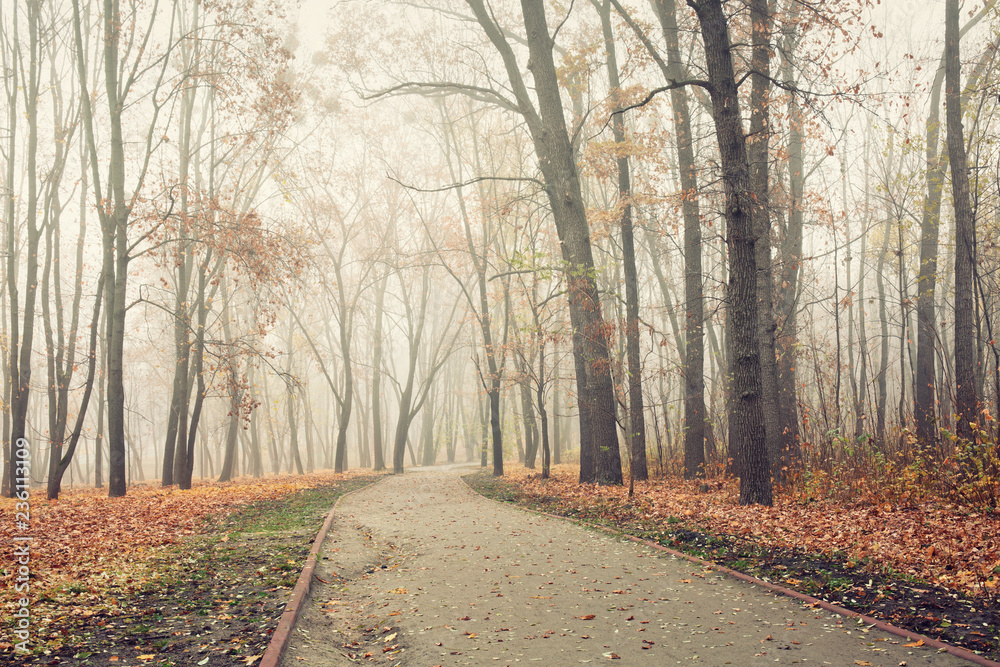 Path in city park on a cold and foggy November morning Path in city park on a cold and foggy November morning